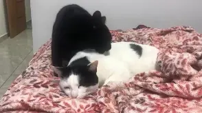 Breve video dos meus gatos Sirius e Kurt 